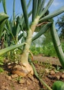 Bumper onion crop