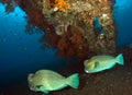 Bumphead Parrotfish Royalty Free Stock Photo