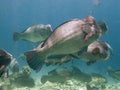 Bumphead Parrotfish Royalty Free Stock Photo