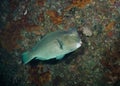 Bumphead Parrotfish Royalty Free Stock Photo