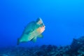 Bumphead Parrotfish Royalty Free Stock Photo