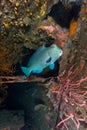 Bumphead parrotfish Royalty Free Stock Photo