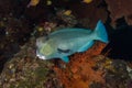 Bumphead parrotfish Royalty Free Stock Photo