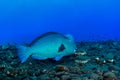 Bumphead parrotfish Royalty Free Stock Photo