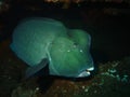 Bumphead Parrotfish Royalty Free Stock Photo