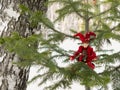 Bumpkin on the twig of a fir-tree in the forest. Royalty Free Stock Photo