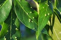 Bumps covering ash tree leaves caused by gall mites Royalty Free Stock Photo