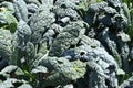 Tuscan Kale Growing