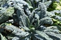 Tuscan Kale Growing