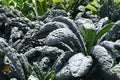 Tuscan Kale Growing