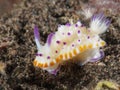 Bumpy mexichromis