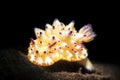 Bumpy mexichromis doris nudibranch