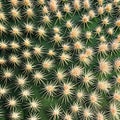 A bumpy and spiky texture with cactus needles and desert sand5, Generative AI