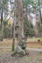 The bumpy trunk of an old elm tree, a large elm tree in the park Royalty Free Stock Photo