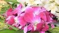 Pink And White Orchid Royalty Free Stock Photo