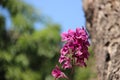 Blooming Purple Pink Orchid With Tree Barks Royalty Free Stock Photo