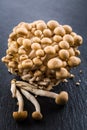 Buna Shimeji - edible mushroom from East Asia Royalty Free Stock Photo