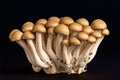 Buna-shimeji, or Japanese brown beech mushrooms over a black background Royalty Free Stock Photo