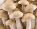 Buna Shimeji Mushroom Royalty Free Stock Photo