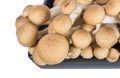 Buna shimeji mushroom Royalty Free Stock Photo