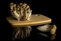 Buna shimeji mushroom isolated on black glass Royalty Free Stock Photo