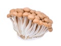 Buna shimeji mushroom isolated on white background Royalty Free Stock Photo