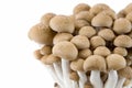 Buna Shimeji mushrooms.