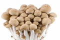 Buna Shimeji mushrooms. Royalty Free Stock Photo