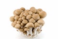 Buna Shimeji mushrooms.