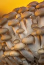 Buna Shimeji Mushrooms Royalty Free Stock Photo