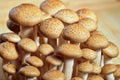 Buna Shimeji mushrooms Royalty Free Stock Photo