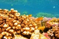 Coral Reef Underwater in Ocean