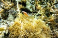 underwater scene with coral reef and fish,Sea in Bunaken. Royalty Free Stock Photo