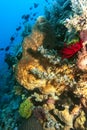 Bunaken National Marine Park.Indonesia