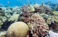 Bunaken National Marine Park.Indonesia