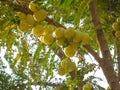 Bunch of aamla or gooseberry plant for health and medical use Royalty Free Stock Photo