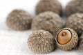 Bunch acorn heads caps empty shells with one full little seed isolated on light painted shabby wood background macro wallpaper