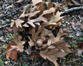 Bunch of acorns on fall oak leaves Royalty Free Stock Photo