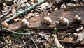 Bunch of acorns on fall oak leaves Royalty Free Stock Photo