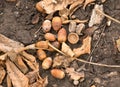 Bunch of acorns on fall oak leaves Royalty Free Stock Photo