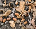 Bunch of acorns on fall oak leaves Royalty Free Stock Photo