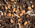 Bunch of acorns on fall oak leaves Royalty Free Stock Photo