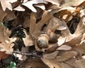 Bunch of acorns on fall oak leaves Royalty Free Stock Photo