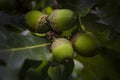 Bunch of acorns with shallow focus and vignette