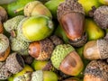 Bunch of acorns