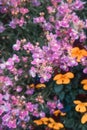 a bunch of pink and orange wild flowers Royalty Free Stock Photo