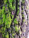 a bunch of algae covering the tree trunk in Remis lake, kuningan, west Java, Indonesia Royalty Free Stock Photo