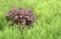 A bunch of all red leaf, Chinese spinach on green Royalty Free Stock Photo