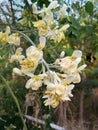 Beautiful Moringa Flowers