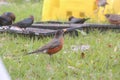 Bunch of American robins